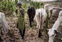 Nigeria Has A Total of 415 Grazing Reserves in 21 states: Oyo, Ogun Only Southern States With Grazing Reserves grazing